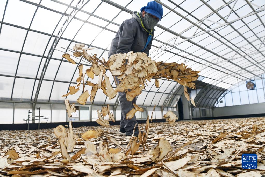 【新春走基层】“千年药乡”岷县当归产业焕发新机