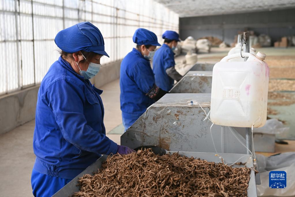 【新春走基层】“千年药乡”岷县当归产业焕发新机