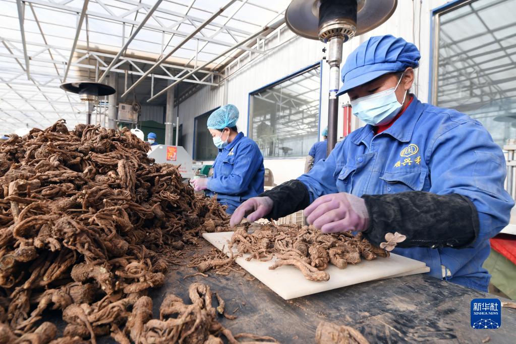 【新春走基层】“千年药乡”岷县当归产业焕发新机