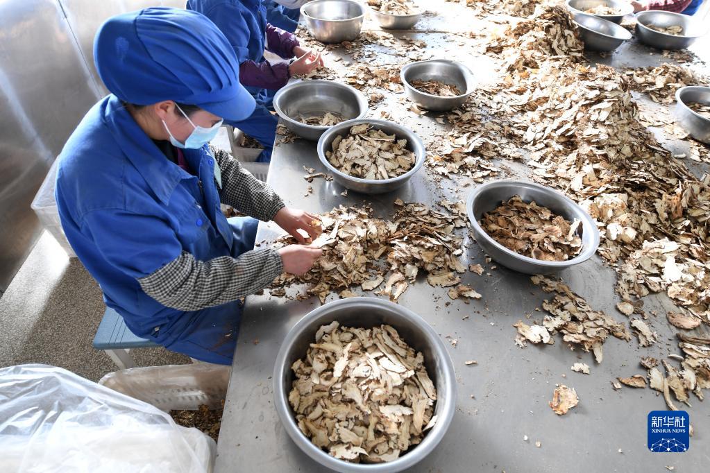 【新春走基层】“千年药乡”岷县当归产业焕发新机