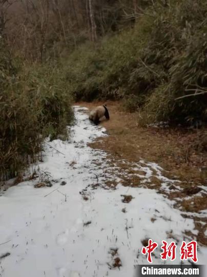 陕西佛坪自然保护区巡护员偶遇横穿“道路”大熊猫
