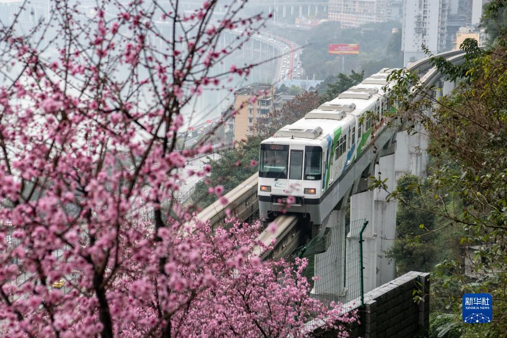 重庆的春天美到“出圈”