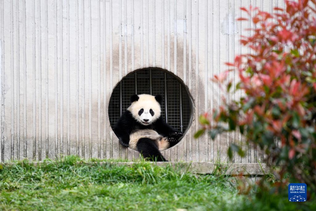 春日熊猫乐园