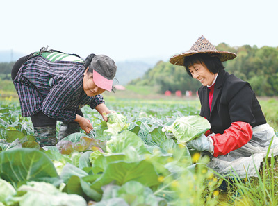 种好“菜园子” 拎稳“菜篮子”（新时代画卷）