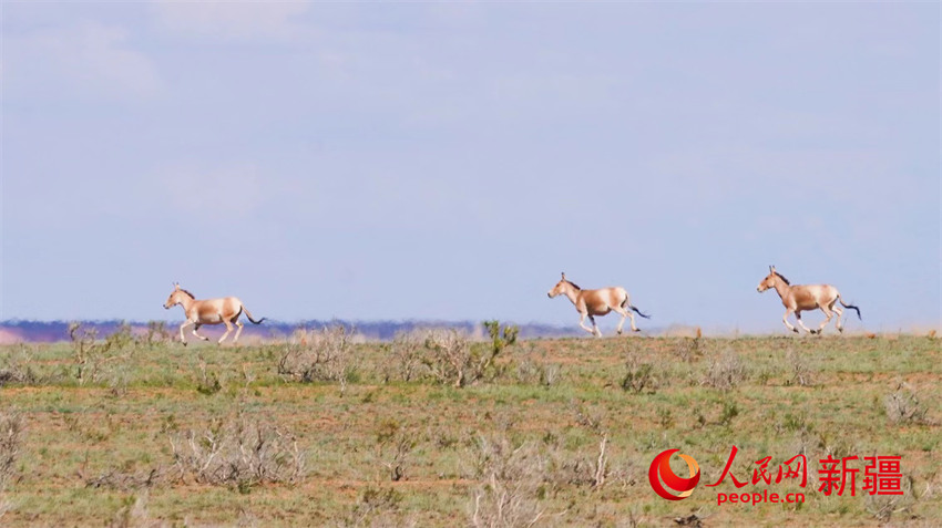 蒙古野驴在荒野中奔跑。人民网 李欣洋摄