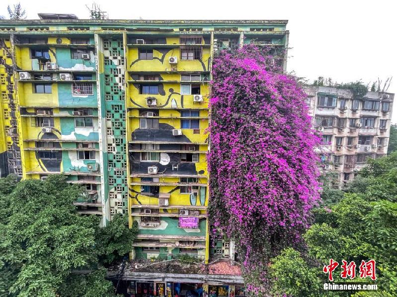 重庆一居民楼现近30米三角梅“花瀑”
