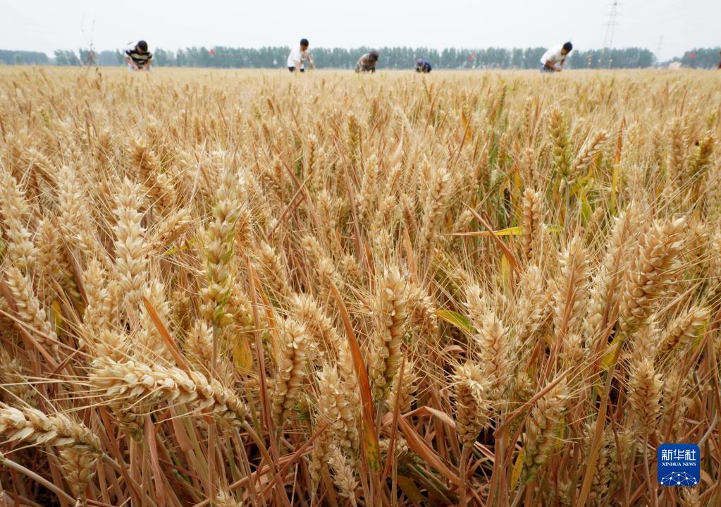 河北：小麦丰收在望