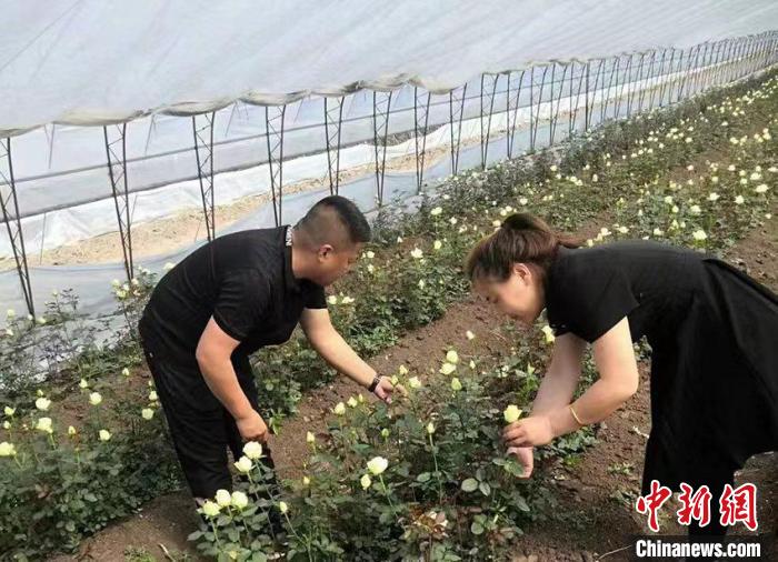 吉林农民的“浪漫生活”：玫瑰化身“致富花”