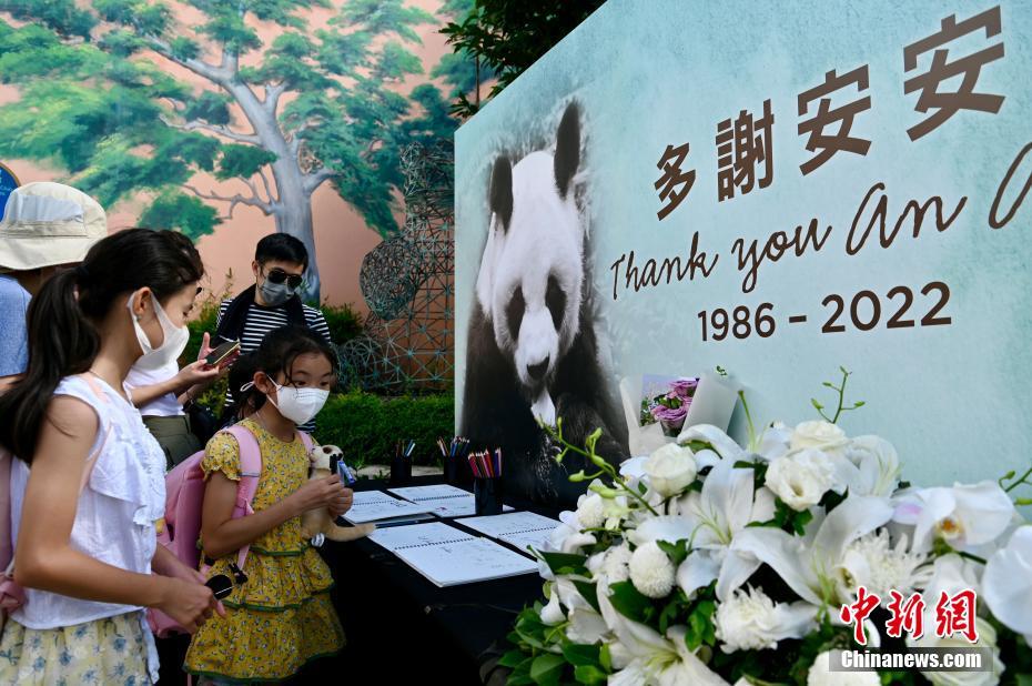 香港海洋公园大熊猫安安离世 市民到场悼念