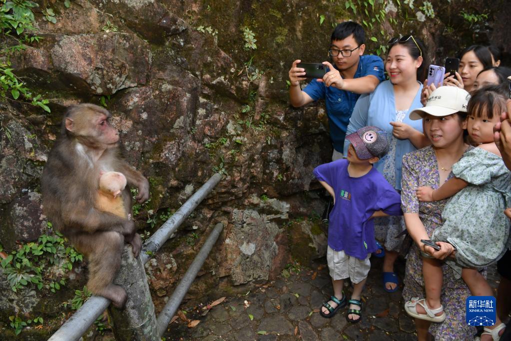 武夷山国家公园：藏酋猴的乐园
