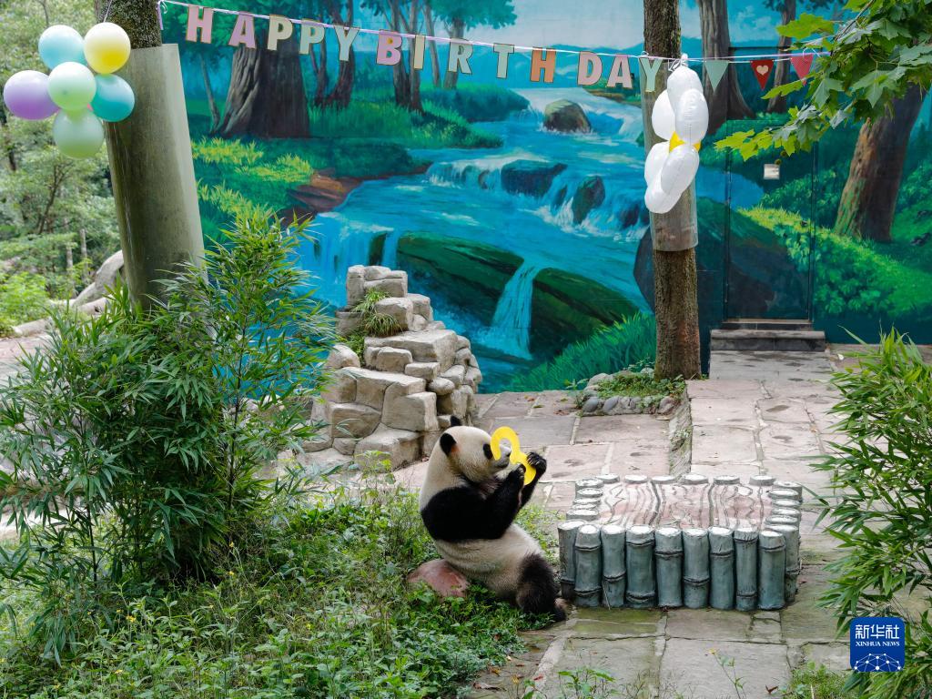 四川雅安：共庆大熊猫三周岁 发布音乐数字藏品
