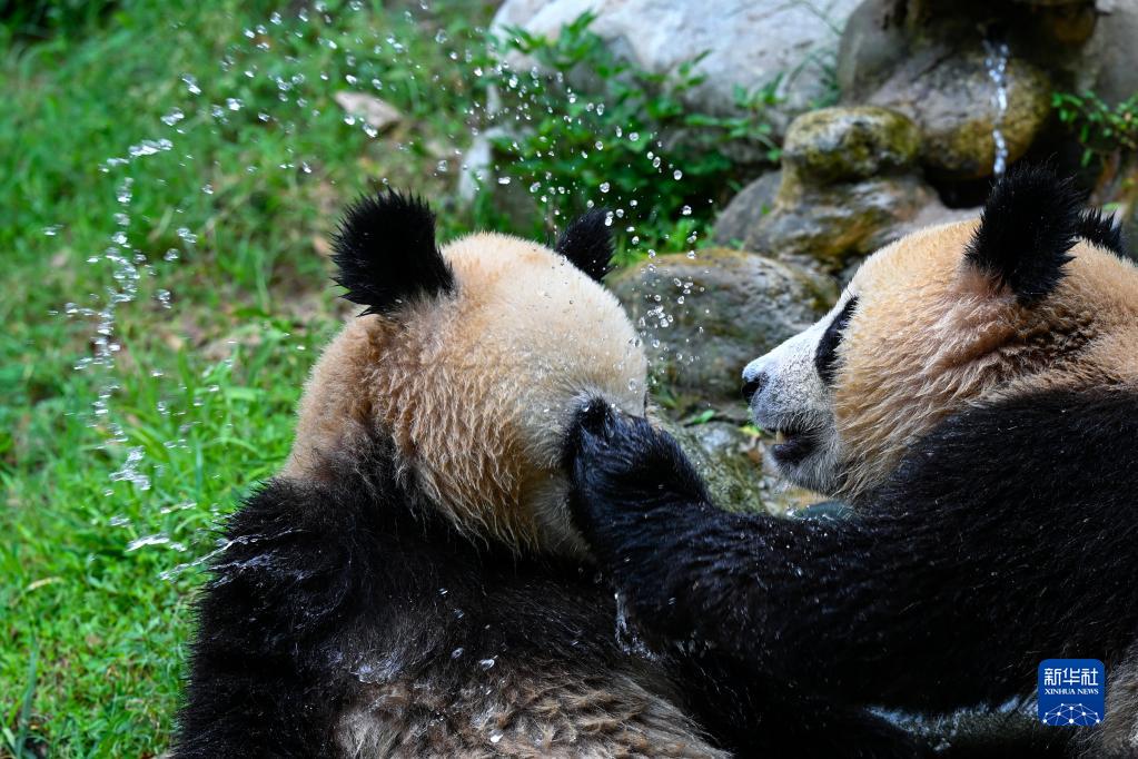 大熊猫享清凉
