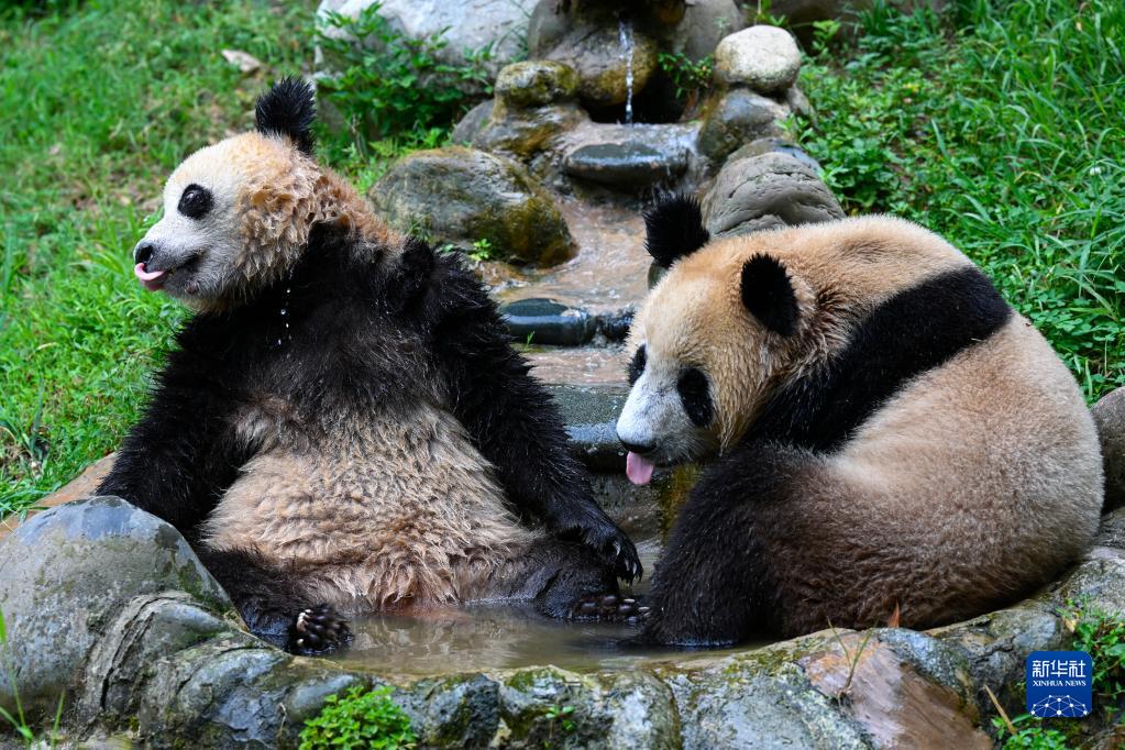 大熊猫享清凉