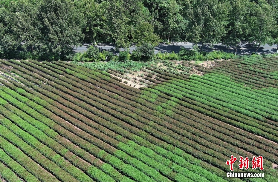 浙江杭州连日高温 西湖龙井茶树部分被“晒伤”