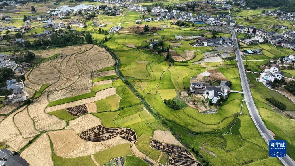 贵州绥阳：抢收水稻保丰收