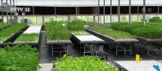 一线调研丨智能化为农业插上快飞的“翅膀”