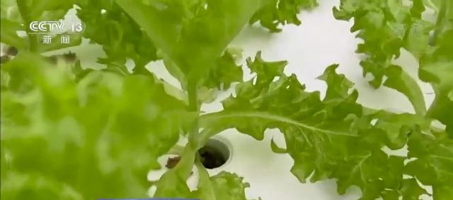 一线调研丨智能化为农业插上快飞的“翅膀”