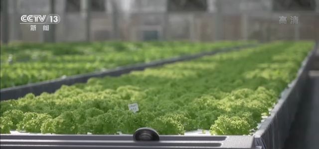 一线调研丨智能化为农业插上快飞的“翅膀”