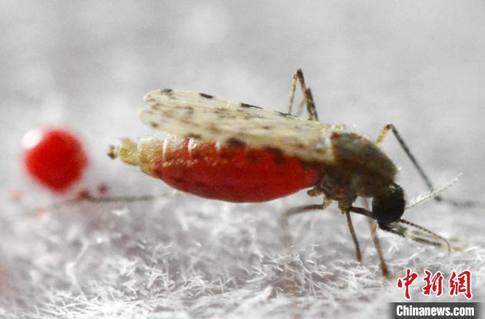 雌蚊嗜血（资料图）。中国科学院分子植物科学卓越创新中心 供图