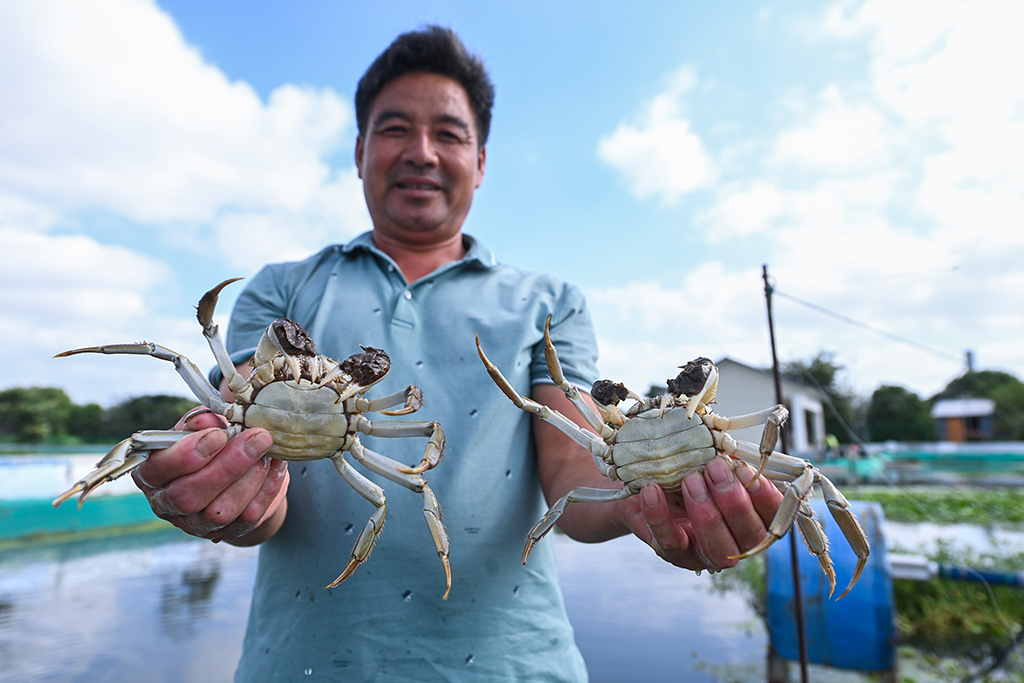 9月20日，在位于织里镇乔溇村的溇港人家太湖蟹生态养殖基地内，蟹农展示刚刚捕捞的太湖蟹。