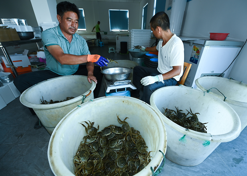9月20日，在位于织里镇乔溇村的溇港人家太湖蟹生态养殖基地内，蟹农们在给捕捞上来的太湖蟹称重分类。