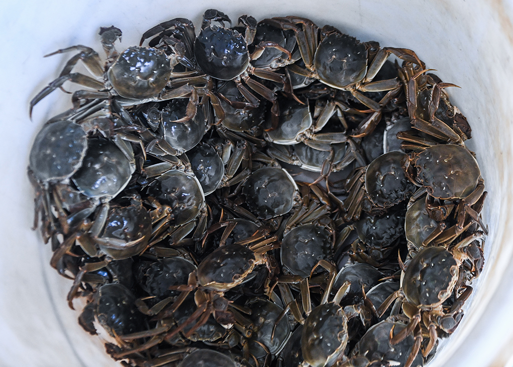 织里镇乔溇村的溇港人家太湖蟹生态养殖基地内刚刚捕捞的太湖蟹（9月20日摄）。