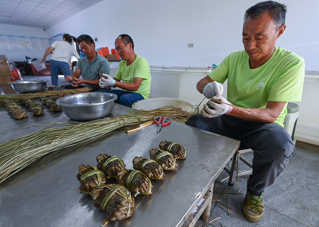 9月20日，在位于织里镇乔溇村的溇港人家太湖蟹生态养殖基地内，蟹农们用稻草捆扎太湖蟹，即将发往各地。