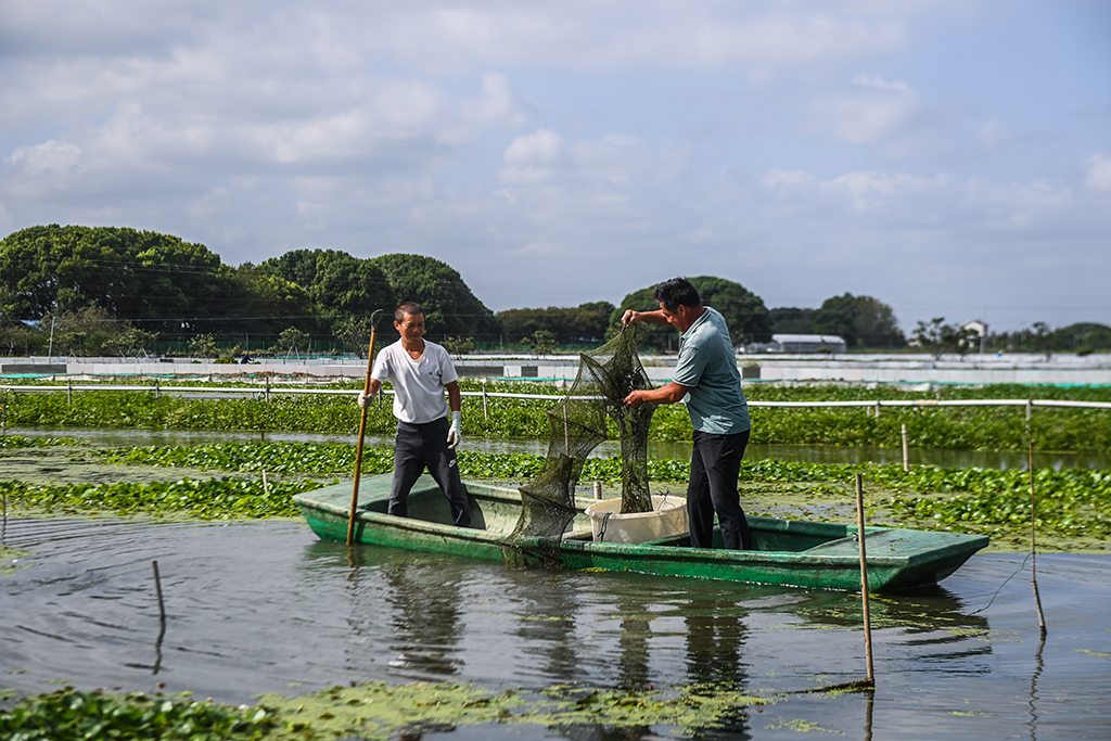 9月20日，在位于织里镇乔溇村的溇港人家太湖蟹生态养殖基地内，蟹农划着船在生态蟹田内捕捞太湖蟹。