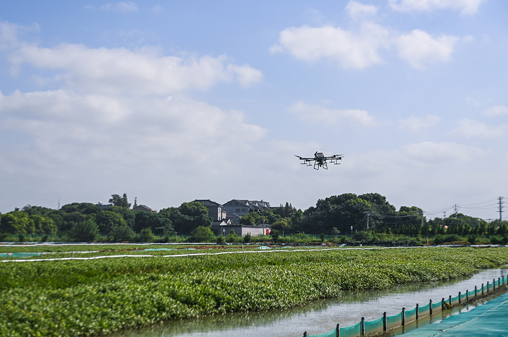 9月20日，在位于织里镇乔溇村的溇港人家太湖蟹生态养殖基地内，无人机起飞给螃蟹喂食。
