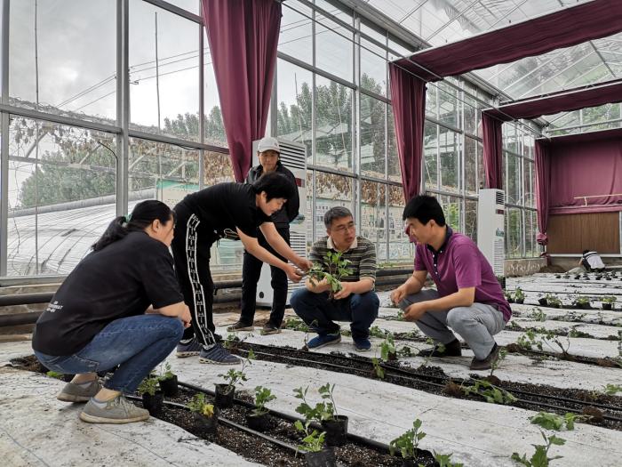 刘旭富(右二)在慧田蔬菜合作社进行食用菊花定植指导。(受访者供图/《中国新闻》报 发)
