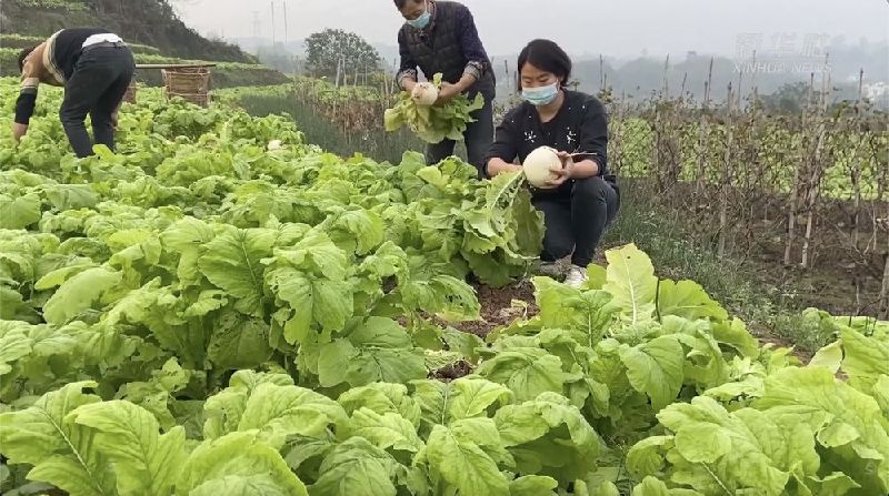 重庆：“新农人”陈建华的蔬菜保供故事