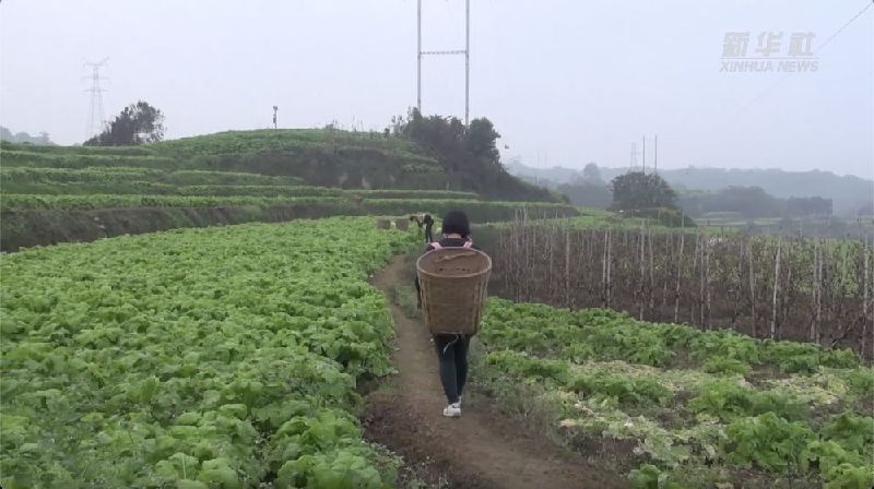 重庆：“新农人”陈建华的蔬菜保供故事