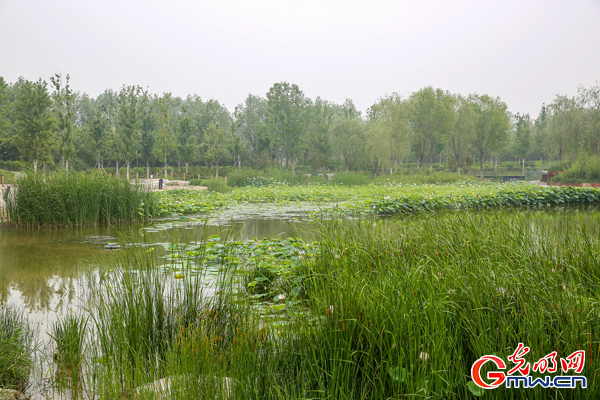 北京延庆野鸭湖湿地成功入选《国际重要湿地名录》 北京延庆野鸭湖湿地成功入选《国际重要湿地名录》