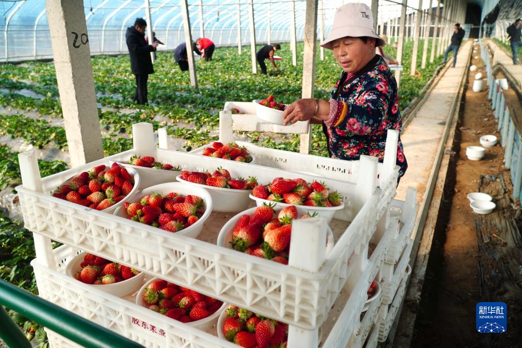 山东东平：草莓收获忙