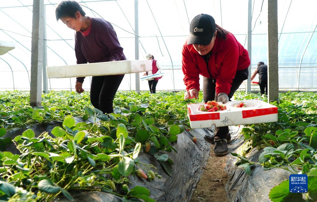 山东东平：草莓收获忙