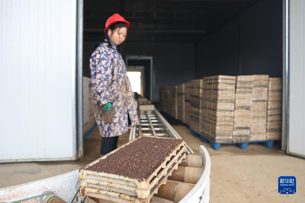 湖南长沙：“工厂化”育秧助丰产