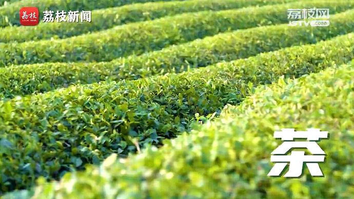 植树节短视频 | 改变世界的中国绿意