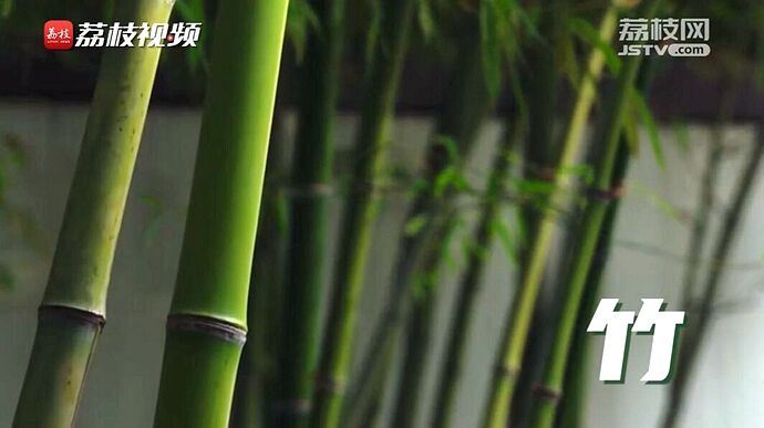 植树节短视频 | 改变世界的中国绿意