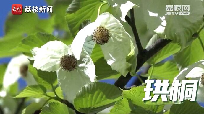 植树节短视频 | 改变世界的中国绿意