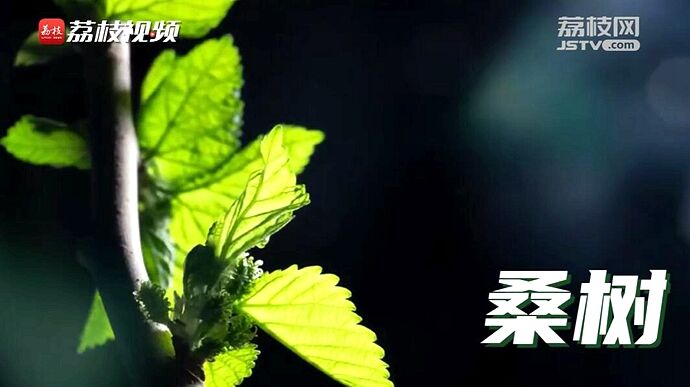 植树节短视频 | 改变世界的中国绿意