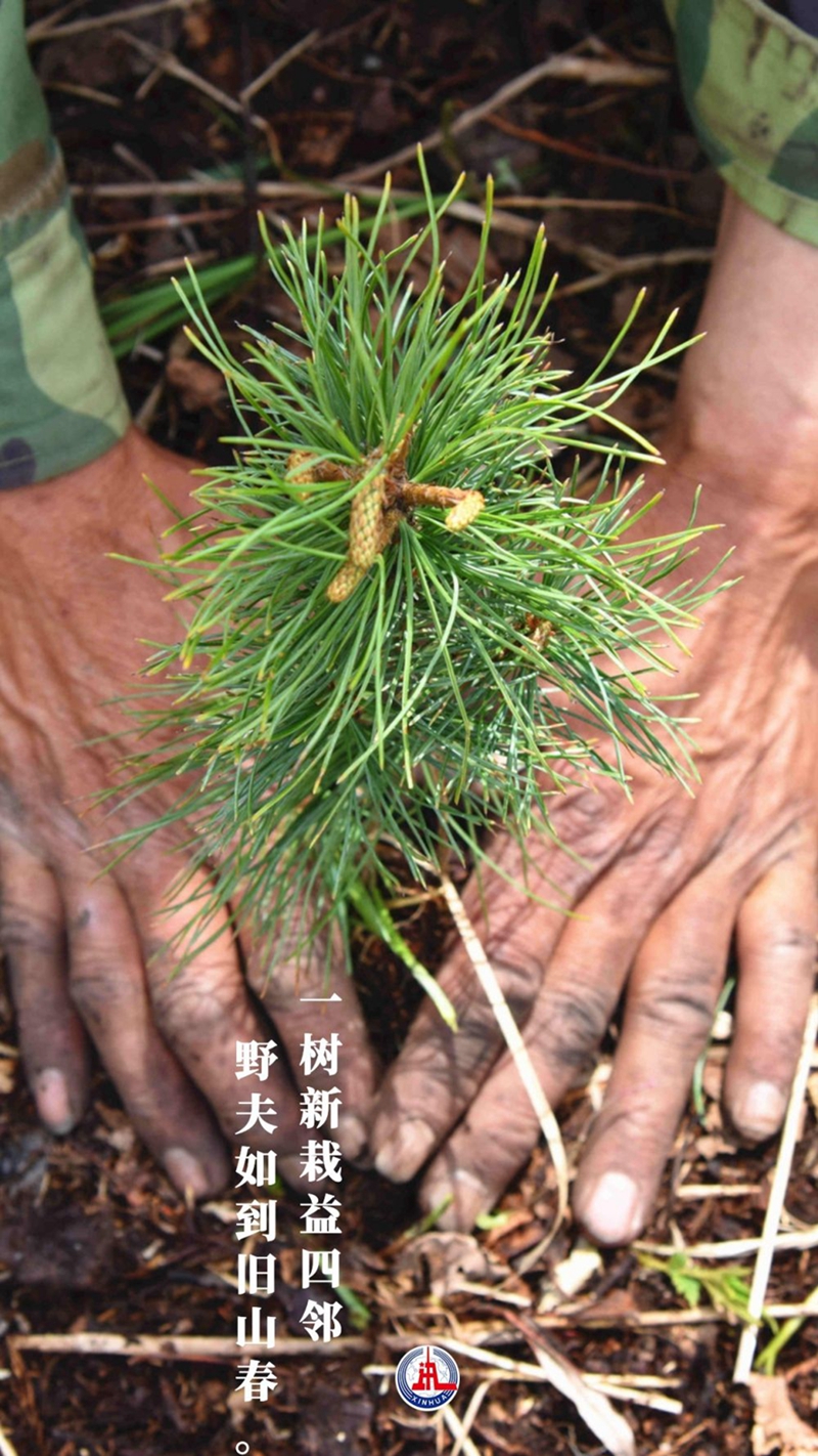 新华全媒+丨植树传统，从古诗中走来