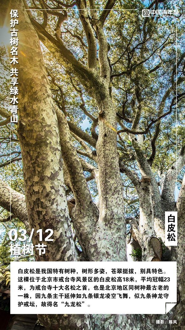 植树节，这些古树名木你认识吗？