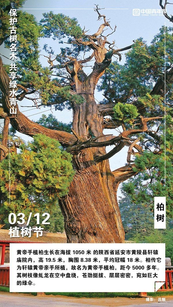 植树节，这些古树名木你认识吗？