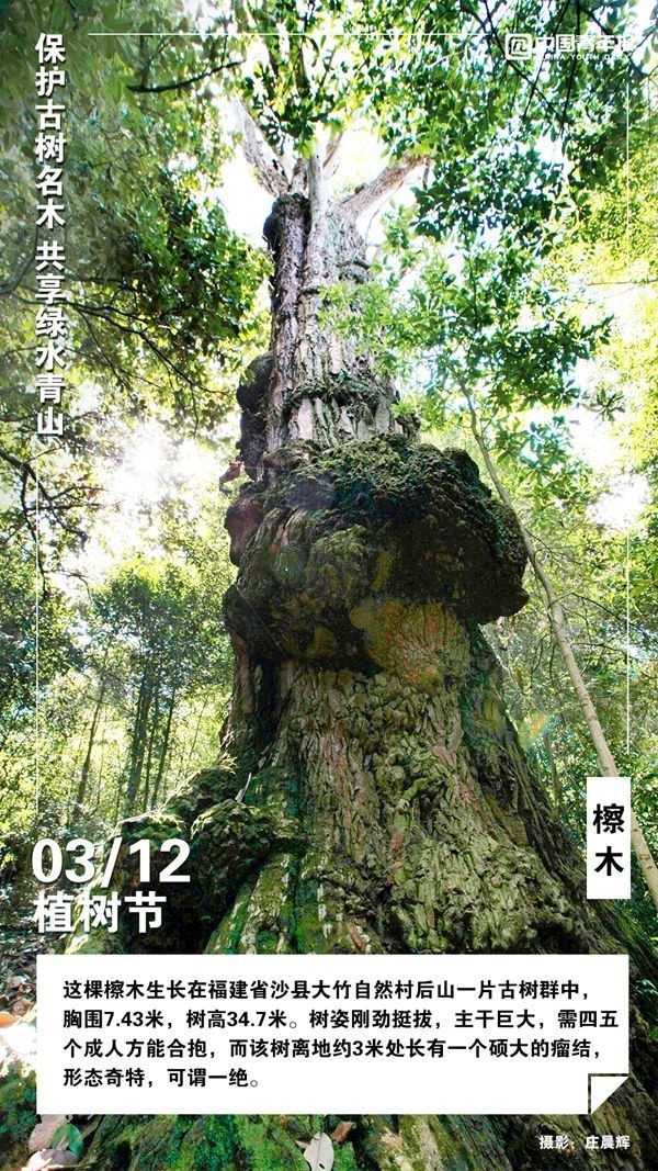 植树节，这些古树名木你认识吗？