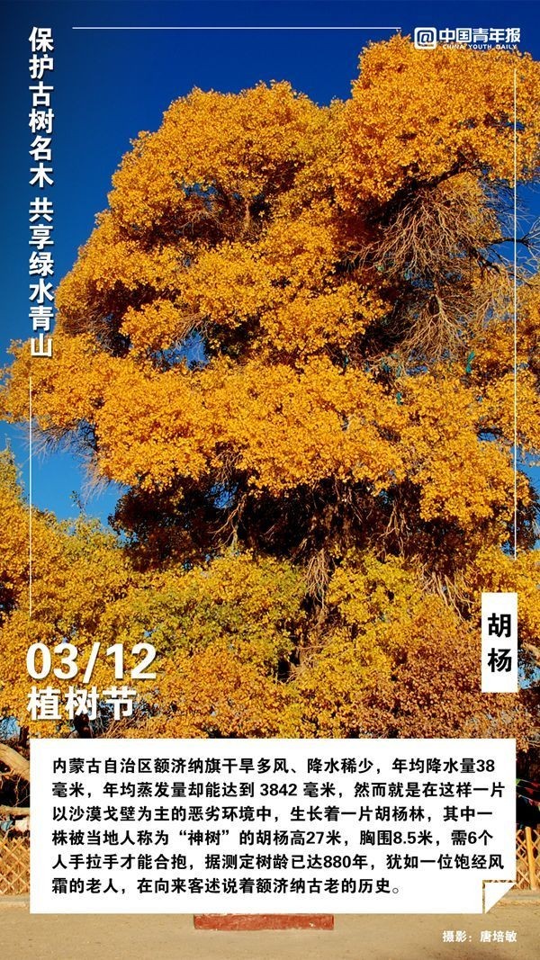 植树节，这些古树名木你认识吗？