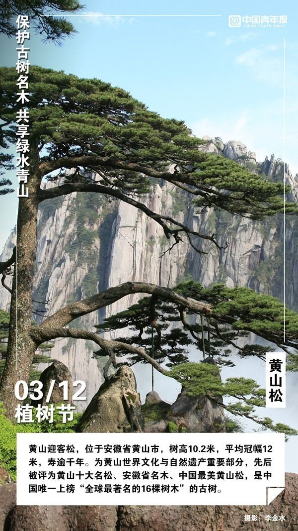 植树节，这些古树名木你认识吗？