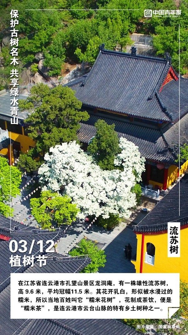 植树节，这些古树名木你认识吗？