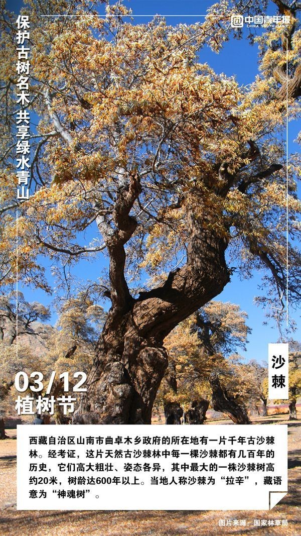 植树节，这些古树名木你认识吗？