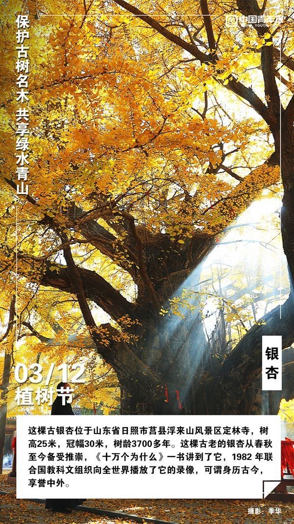 植树节，这些古树名木你认识吗？