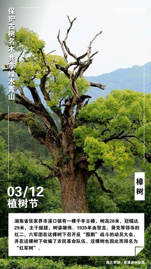 植树节，这些古树名木你认识吗？